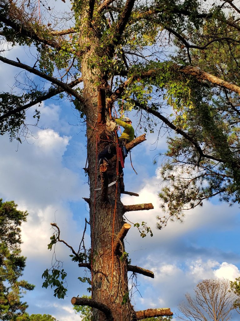 About Us | Tree Services In Atlanta | Quality Tree Removal Service