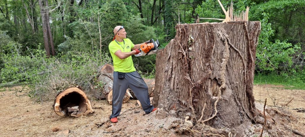 Tree Removal near me