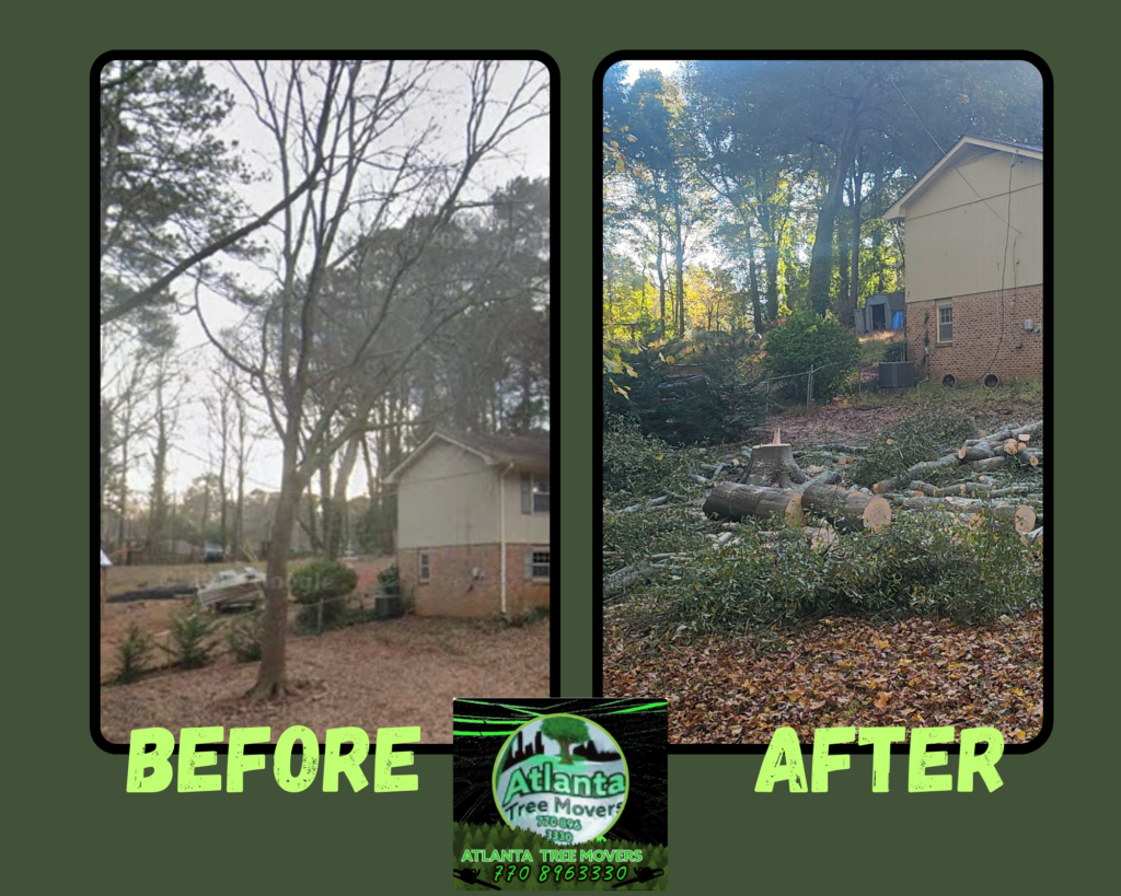 Tree removal in Duluth, GA