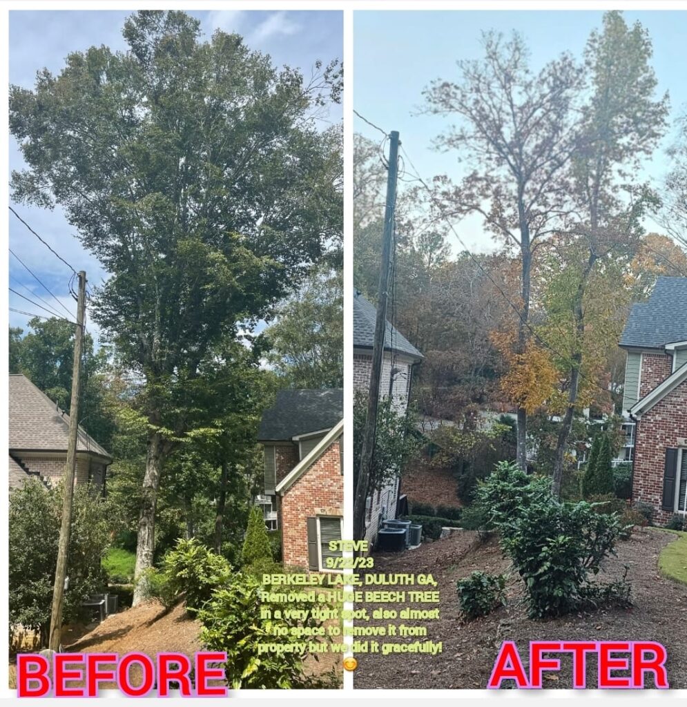 Tree Removal in Berkeley Lake