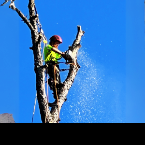 Expert tree removal