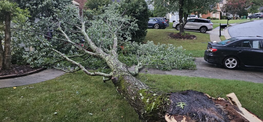 Neighbor's tree fell