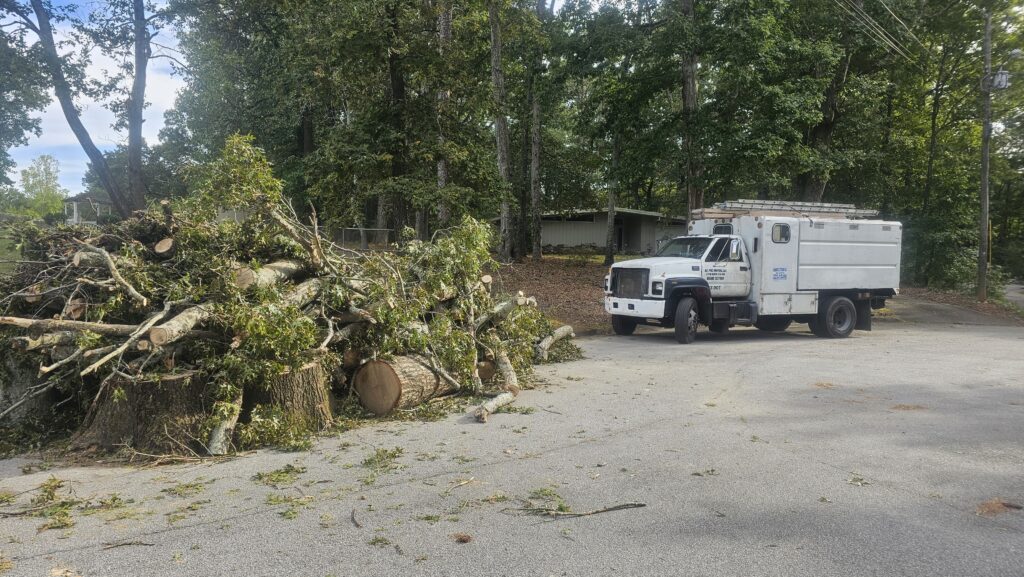 Do You Need a Permit to Cut Down a Tree in Georgia?