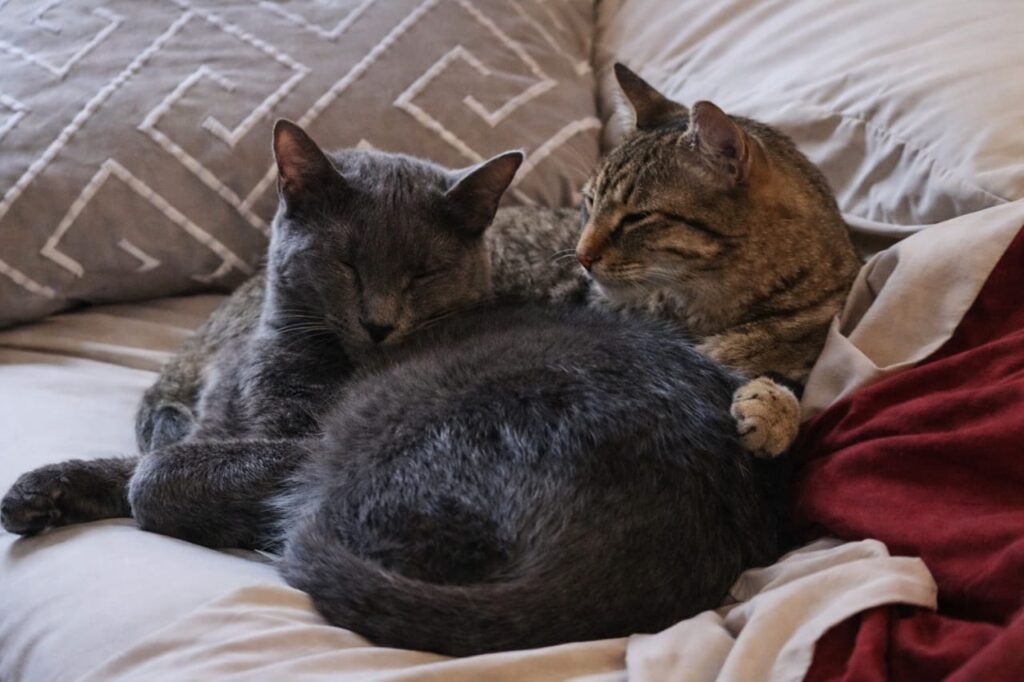 Cats Stuck in a Tree