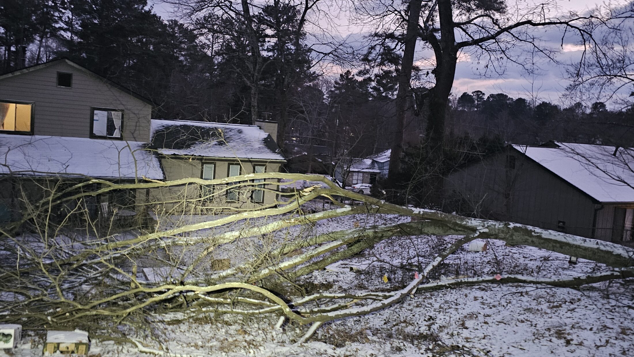 How to Spot Dangerous Trees in Atlanta Before They Damage Your Property ...