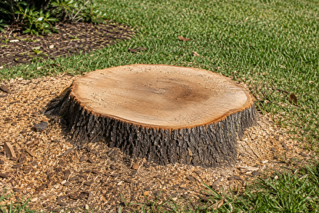 Freshly ground tree stump with wood chips in a residential lawn